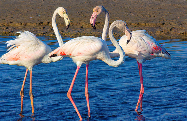 love triangle of pink flamingos in the sea lagoon - Photo, Image
