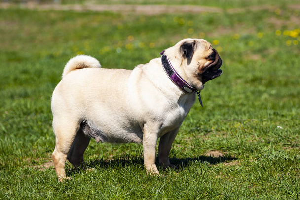 Pug dog stands on green grass.  - Foto, Bild