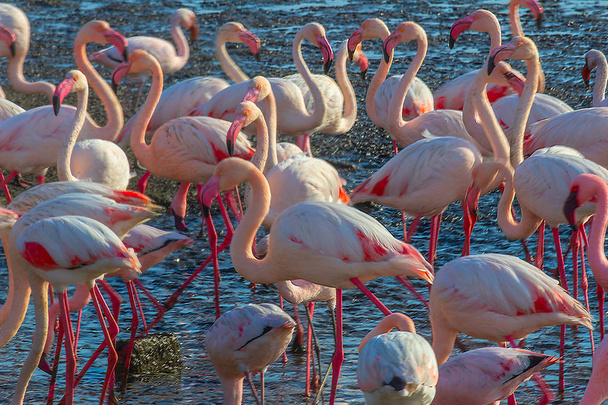 beautiful flamingos walking around the lagoon and looking for food - Photo, Image
