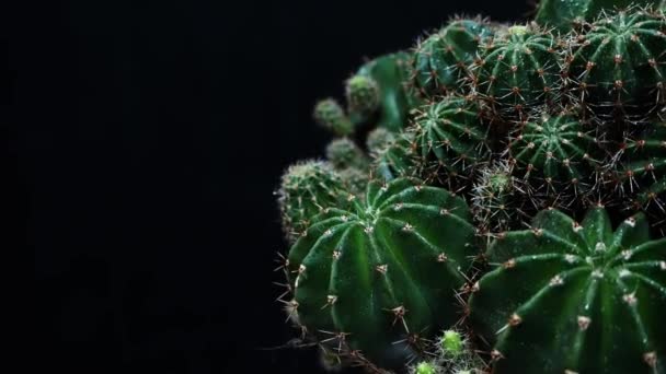 Zielony Kaktus z ostrymi igłami obraca się na ciemnym tle. Zbliżenie kaktusów porozrzucane kroplami wody - Materiał filmowy, wideo
