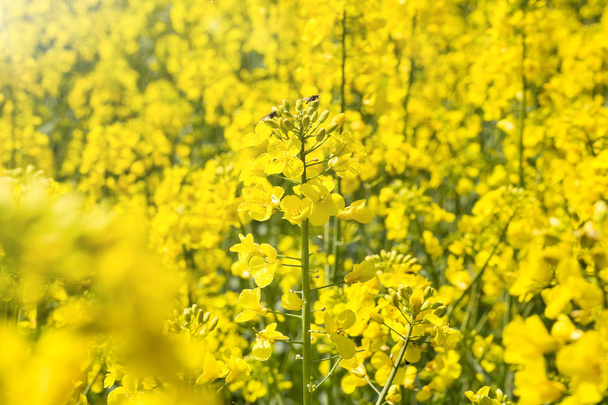 Rapeseed flowers on field. Blooming canola flowers.  - Photo, Image