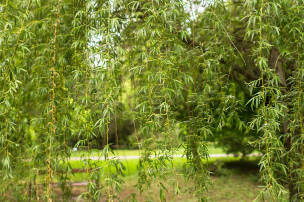 Weeping willow branches. Green foliage on a tree. Spring colors of nature. Natural color. Leaves close up. - Foto, imagen
