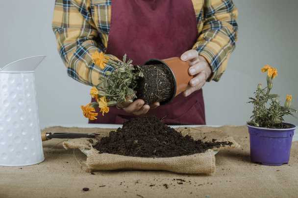 Jardinero sacando de una planta de la maceta
 - Foto, Imagen