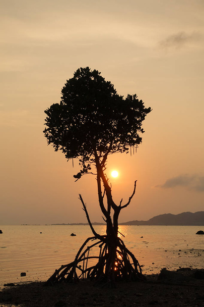 mangove y puesta de sol en la isla ishigaki
 - Foto, imagen