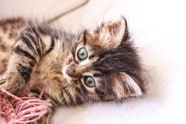 Bela gatinho fofo tabby com grandes olhos azuis
 - Foto, Imagem