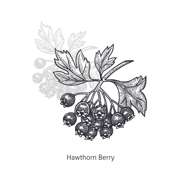 Lékařská rostlina Hawthorn Berry. - Vektor, obrázek