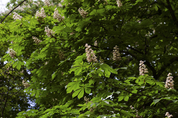horse chestnut bloom in spring - Фото, изображение