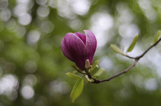 pembe manolya çiçeği closeup 3 - Fotoğraf, Görsel