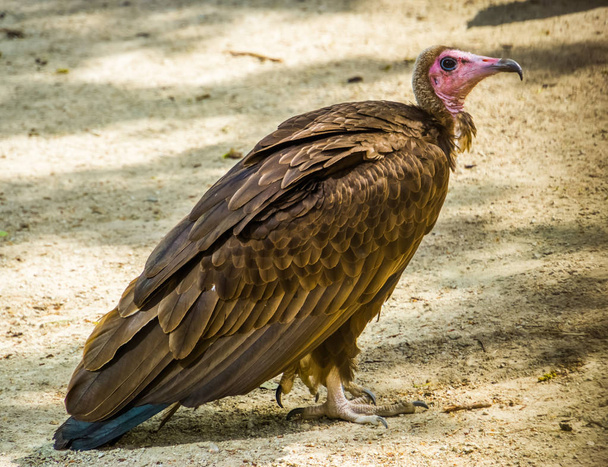 Vértes portré egy csuklyás keselyű, kritikusan veszélyeztetett dögevő madár a sivatagban Afrika - Fotó, kép