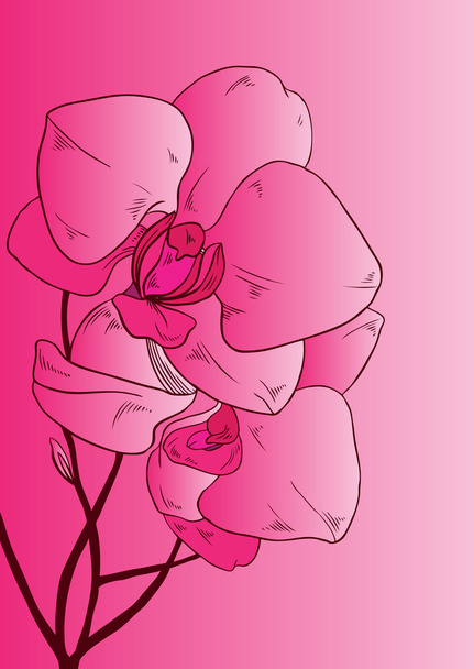 Vector background with pink Orchid - Vector, Imagen
