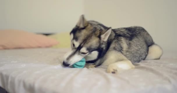 Husky dog playing with the ball on the bed - Кадры, видео