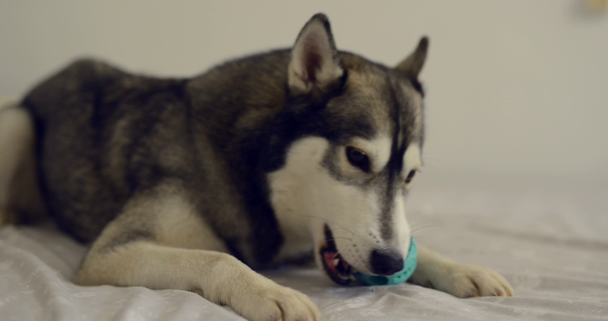Husky dog playing with the ball on the bed - Filmati, video