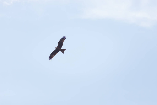 Коричневый орел парит над голубым небом
 - Фото, изображение