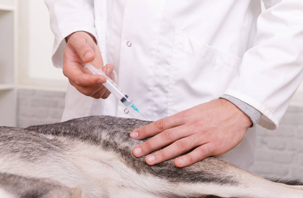 close up view of veterinarian makes an injection - Fotó, kép