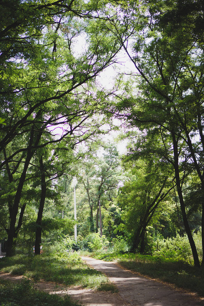 Sommerwald. Sommerliche Natur. Bunte Bäume im Wald mit einem Fußweg. vertikaler Rahmen - Foto, Bild