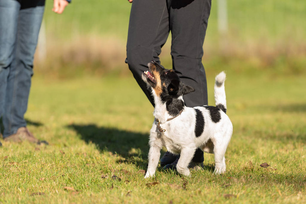 perfekt heelwork with an small cute jack Russell Terrier dog - Photo, Image
