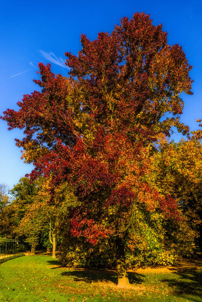 Paysage naturel coloré intense photo de feuillage d'automne en plein air d'un parc pris avec un storax américain au centre avec des feuilles rouges, orange, jaunes et vertes par une journée d'automne ensoleillée avec un ciel bleu
  - Photo, image