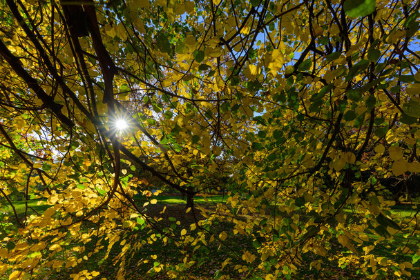 Színes kültéri természet alá lombozat kép egy Park látható keresztül hárs/hársfa ágak sárga és zöld levelek és a nap besütött a fán hozott ősszel - Fotó, kép