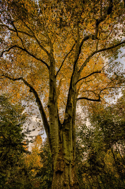 Fine Art szín kültéri esik természet Flóra és a táj fotó egy nagy fa egy erdőben sárga narancs lombozat a Vintage festészet stílus és a kilátás felfelé a koronát a fa és az ég - Fotó, kép