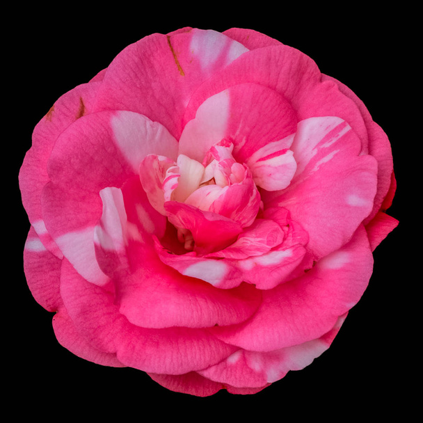 Jemný výtvarný obraz, květinové barvitý květ, barevný portrét jednoho osamělé červené bílé růžové plně otevřené kvetoucí Camellia květ na černém pozadí s podrobnou strukturou, která je vidět shora - Fotografie, Obrázek