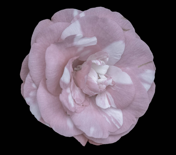 Jemný výtvarný život květinové pastelové barvy kvetoucí makro portrét jedné izolované bílé růžové plně otevřené kvetoucí Camellia kvetoucí na černém pozadí s podrobnou texturou - Fotografie, Obrázek