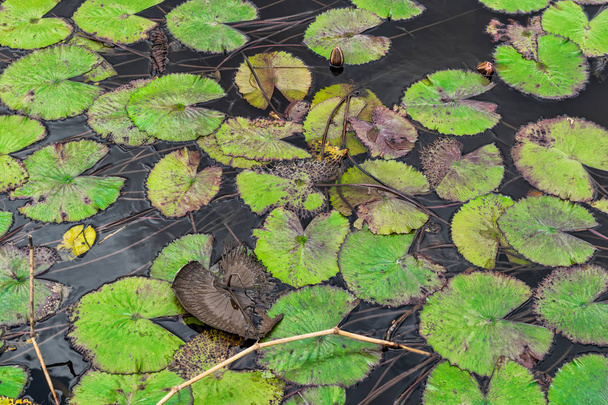 Zöld levelek a tóra nézeteit felülről a formája a híres Pacman baba. - Fotó, kép