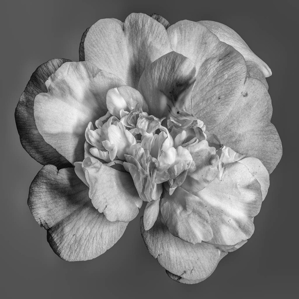 Jemný výtvarně květý černobílý květ květinové portréty osamělé bílé plně otevřené kvetoucí camelliové květy na šedém pozadí s podrobnou texturou - Fotografie, Obrázek