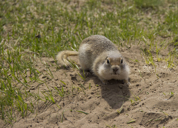 Gopher género roedores de la familia de las ardillas. Ardilla de tierra cerca de su madriguera en un prado
. - Foto, Imagen