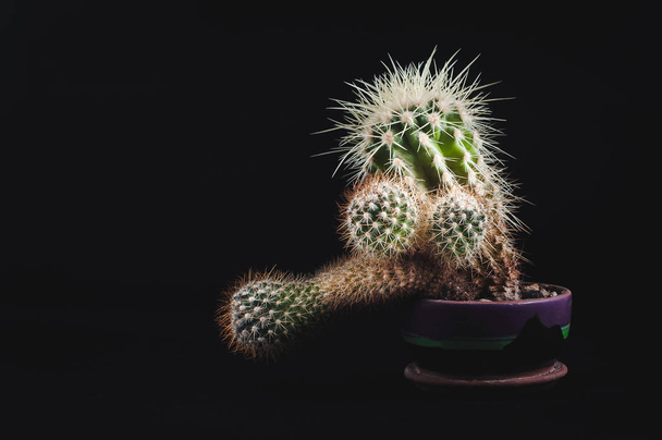 Kaktusy jako trend v interiéru, kanceláři a doma - Fotografie, Obrázek