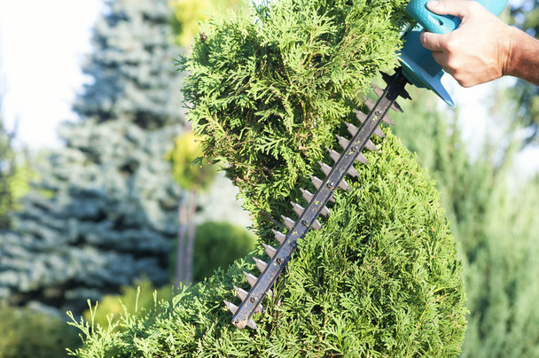 Pruning Plants Close Up. Professional Gardener Pruning conifers,lifestyle - Zdjęcie, obraz
