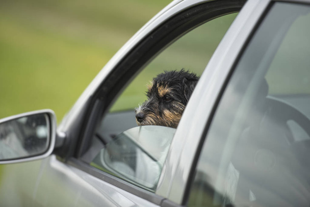 Kleiner Hund schaut aus dem Autofenster - Jack Russell Terrier 2 J - Foto, Bild