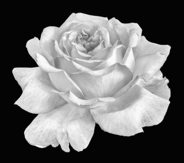 Monochrome still life fine art floral macro flower portrait of a single isolated white flowering rose blossom on black background with detailed texture in high key in vintage painting style - Photo, Image