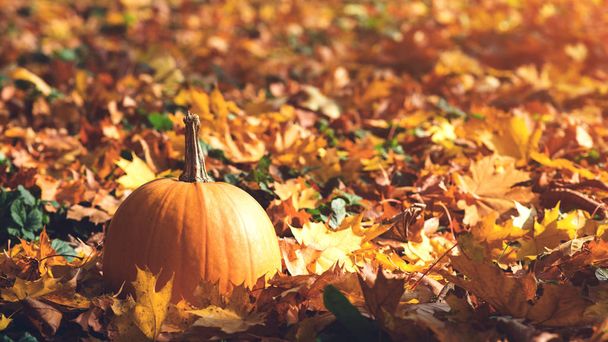 Happy Thanksgiving Day. Autumn holidays. Autumn leaves background. Pumpkin. Beautiful sunny autumn day. Autumn weather. - Photo, Image