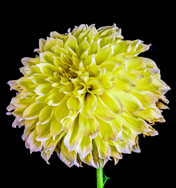 Fine Art stilleven bloemen kleur bloem macro portret van een enkele geïsoleerde bloeiende bloeiende Elder gele Dahlia Blossom op zwarte achtergrond met gedetailleerde textuur - Foto, afbeelding