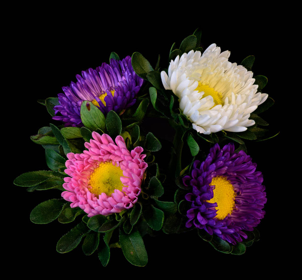 Hieno taide kukka väri makro kvartetti vaaleanpunainen valkoinen violetti keltainen kiina aster kukkii vihreät lehdet eristetty mustalla taustalla kirkkaita värejä
 - Valokuva, kuva