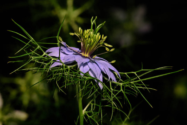 Floral color outdoor macro flower portrait of a single blooming violet love-in-a-mist blossom on blurred natural background with fine details - Photo, Image