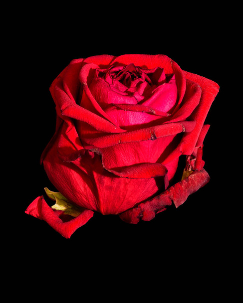Καλή τέχνη ακόμα ζωή πολύχρωμο μακρο λουλούδι πορτρέτο ενός μοναδικού απομονωμένη ανθισμένη βαθύ κόκκινο τριαντάφυλλο άνθος με λεπτομερή υφή, συμβολική αγάπη ρομάντζο ρομαντική Βαλεντίνος - Φωτογραφία, εικόνα