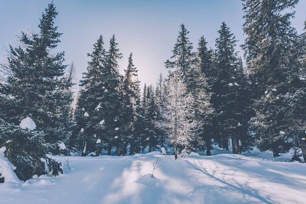 Alpine landscape in winter dress - Foto, imagen