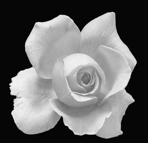 Florales Kunststillleben monochromes Makro einer einzelnen isolierten weißen Rosenblüte mit detaillierter Textur auf schwarzem Hintergrund  - Foto, Bild
