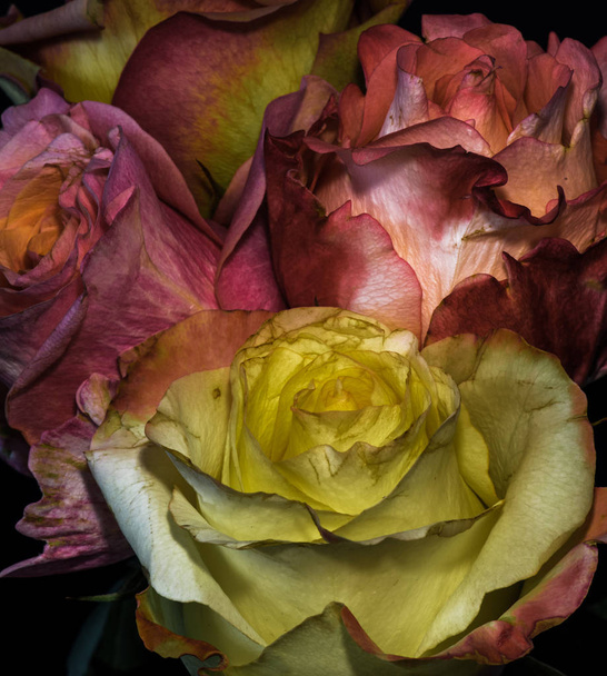 色静止画花マクロフラワーポートレート、パステルカラーの赤、黄色、オレンジ、ピンク、紫の開花バラの花束4、黒の背景、詳細なテクスチャ、ヴィンテージ絵画スタイル - 写真・画像