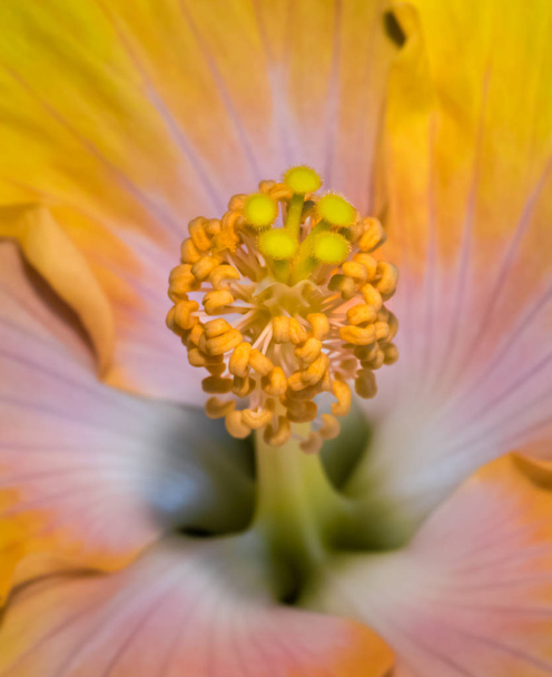 Floral Fine Art stilleven kleur innerlijke Hibiscus bloesem macro van een enkele geïsoleerde bloei geel oranjebloesem in felle kleuren  - Foto, afbeelding