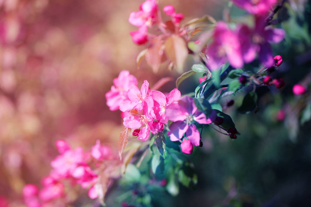 Beautiful photo of pink spring sakura flowers in early spring - Foto, afbeelding