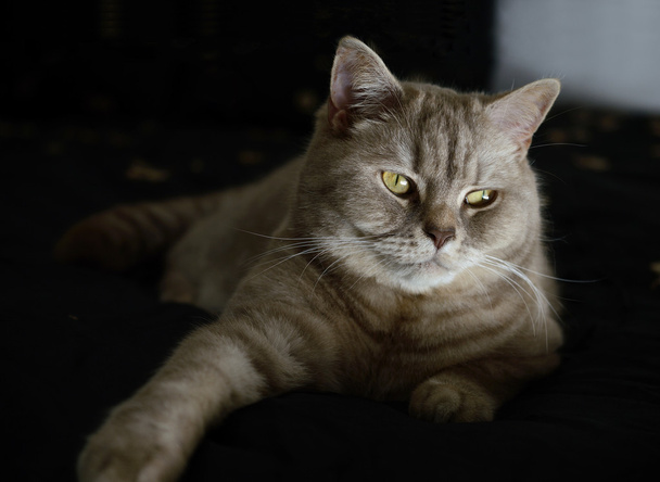 Domestic Cat (British Shorthair) - Foto, Bild