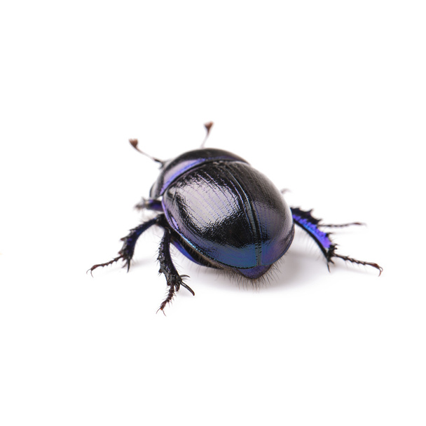 Chrobák scarab brouk štěstí černý brouk hmyzí škůdce kontrolu škůdců woodbeetle - Fotografie, Obrázek