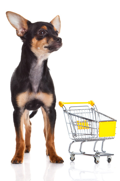 Chihuahua met winkelen verrijdbaar geïsoleerd op witte achtergrond - Foto, afbeelding