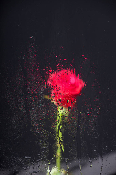 Jolie rose avec des gouttes d'eau
 - Photo, image