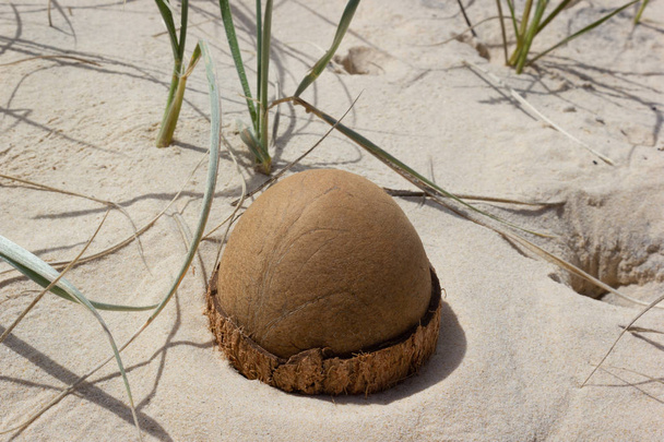 abierto Coco en la playa en la playa del arco iris, Queensland, Australia. El coco parece un huevo de dinosaurio.
 - Foto, imagen