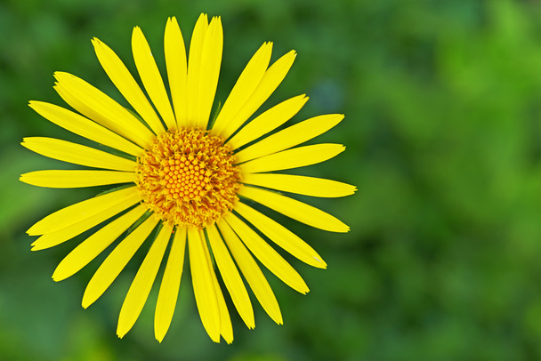 Yellow doronicum - Photo, Image