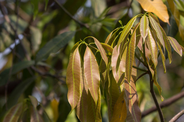 Vihreän mangon nuori lehti Hedelmät
  - Valokuva, kuva
