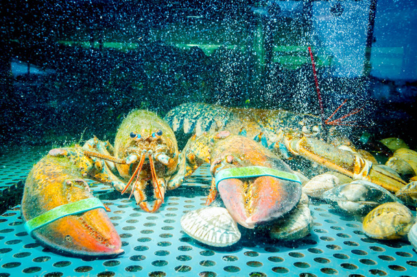 販売のためのカラフルなザリガニ、水族館内の海甲殻類 - 写真・画像